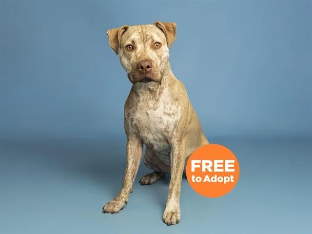 A young medium-sized male Pit Bull Terrier dog named Smokey for adoption in Phoenix, AZ