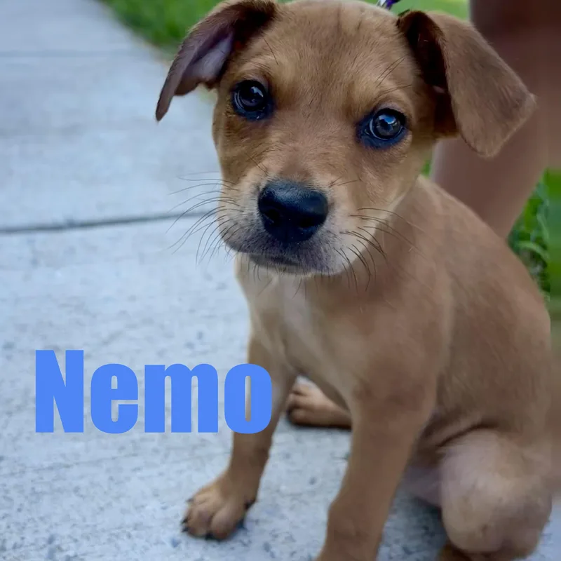 A baby medium-sized male Hound dog named Nemo for adoption in Ellicott City, MD