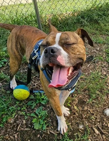 Bahama Breeze thumbnail 3