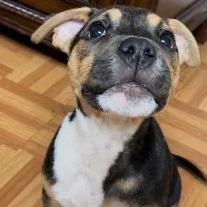 A baby small-sized male Mixed Breed dog named Shadow for adoption in San Antonio, TX