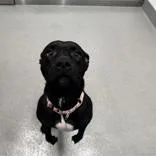 Mama Bear thumbnail 3