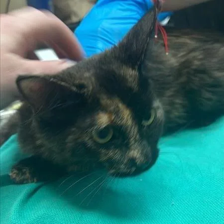 A senior small-sized female Tortoiseshell Domestic Short Hair cat named Sea Island Shore for adoption in Tacoma, WA