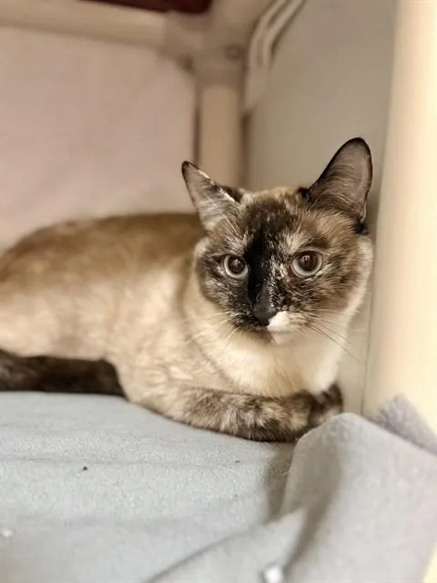 An adult medium-sized female Domestic Short Hair cat named Coco for adoption in Boston, MA