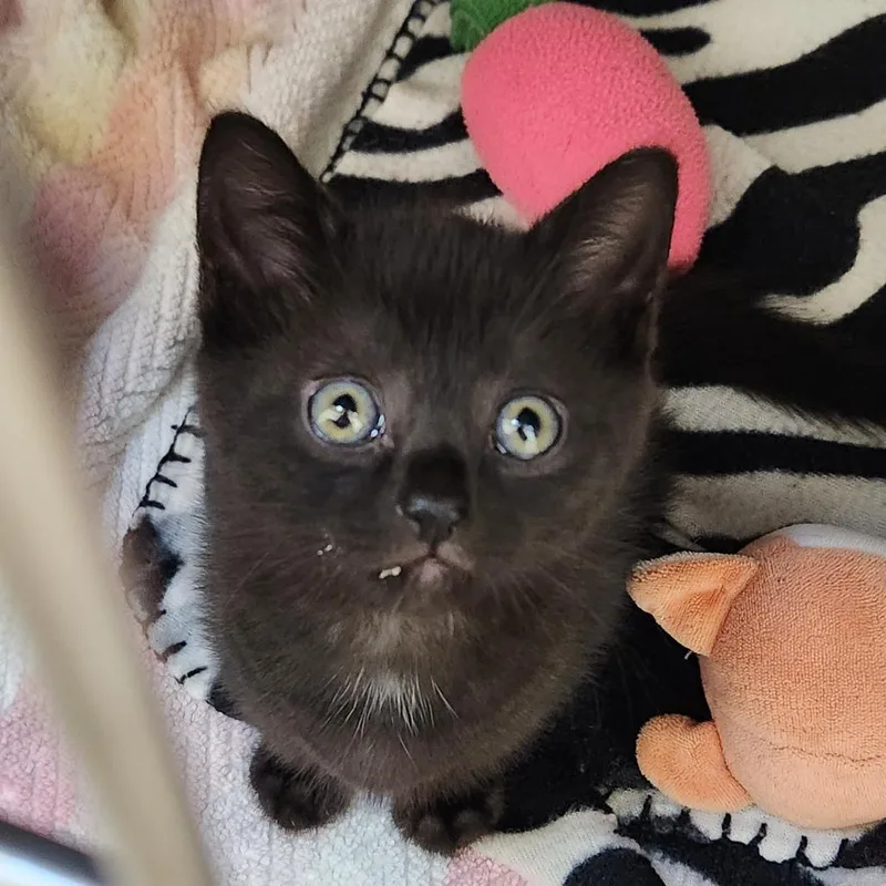 A baby small-sized female Black Domestic Short Hair cat named Zelda for adoption in Delaware, OH