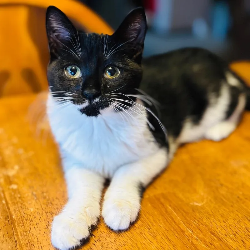 A baby small-sized female Black Domestic Short Hair cat named Daffy for adoption in Woodbury, NJ
