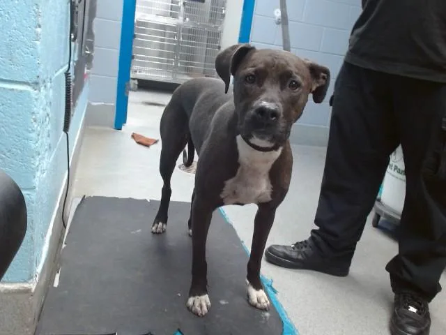 An adult medium-sized female Pit Bull Terrier dog named Brownie for adoption in Albuquerque, NM