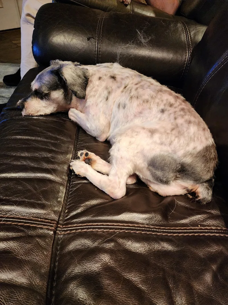 An adult medium-sized female Miniature Schnauzer dog named Jules for adoption in Glover, VT