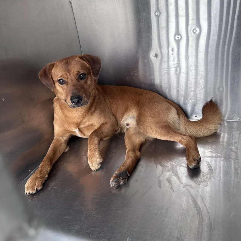 An adult medium-sized male Golden Mixed Breed dog named Churro for adoption in Columbus, GA