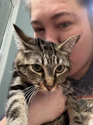 A baby medium-sized female Tabby (Brown / Chocolate) Tabby cat named Ophelia for adoption in Liverpool, TX