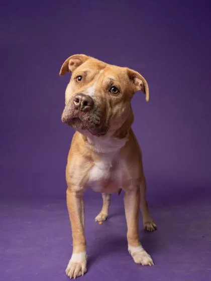 An adult large-sized male Pit Bull Terrier dog named Twonkle for adoption in Atlanta, GA