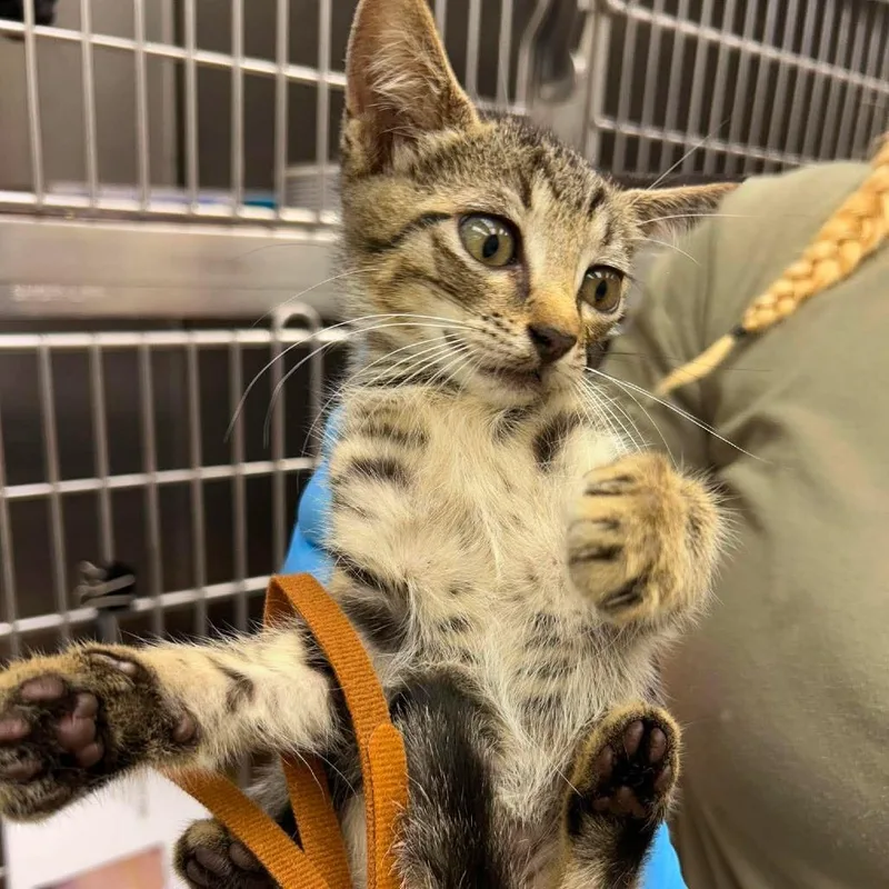 A baby small-sized male Brown / Chocolate Domestic Short Hair cat named Titan for adoption in Bastrop, TX