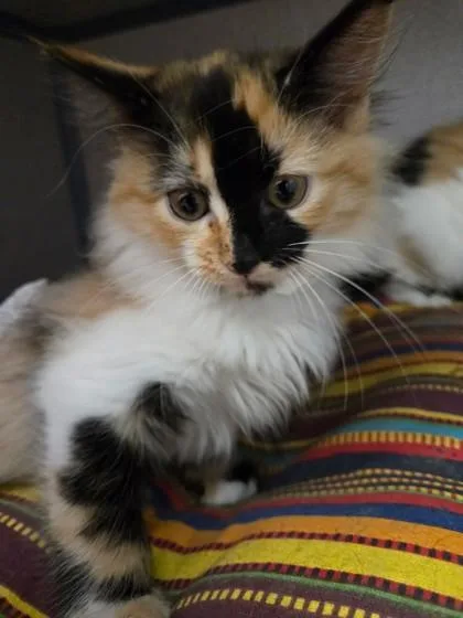A baby medium-sized female Domestic Medium Hair cat named Moon  I AM for adoption in East Brookfield, MA