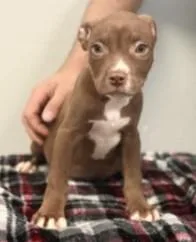 A baby medium-sized female Mixed Breed dog named Narcy for adoption in West Chester, PA