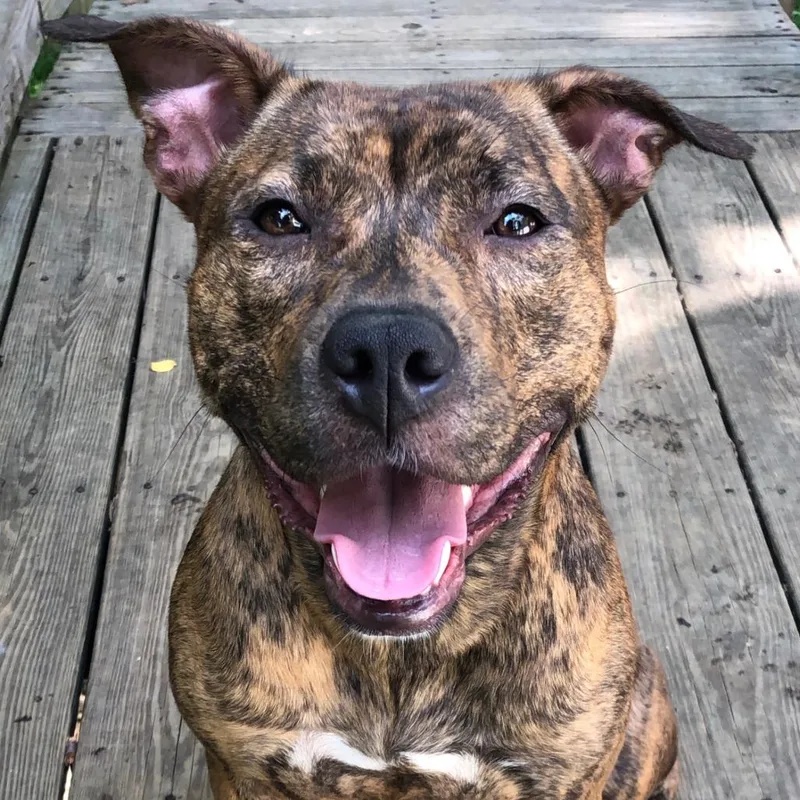 A senior large-sized female Brindle Pit Bull Terrier dog named Peyton for adoption in Harrisonburg, VA