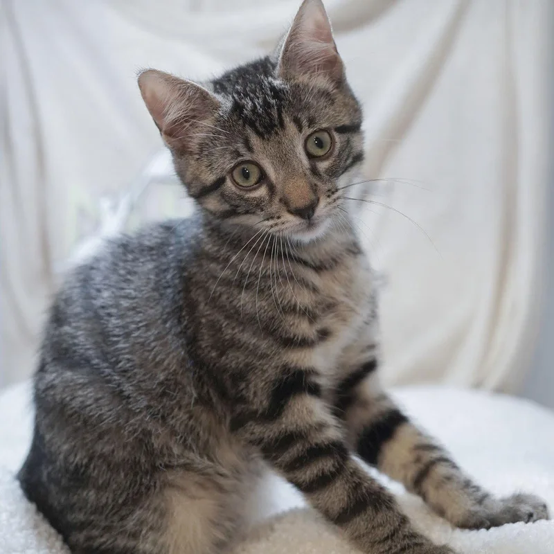 A baby medium-sized male Tabby cat named Cash for adoption in Garland, TX
