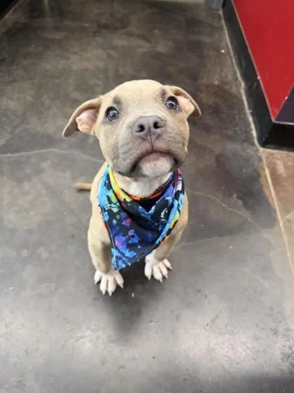 A baby large-sized male Mixed Breed dog named Heavy Dee for adoption in Memphis, TN