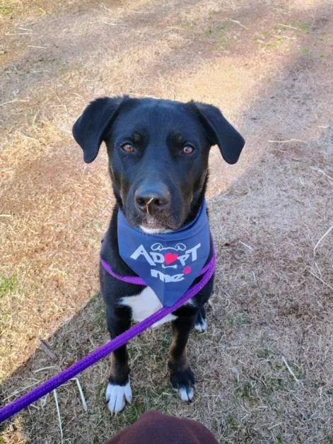 A young large-sized female Labrador Retriever dog named Yeti for adoption in Chapel Hill, NC