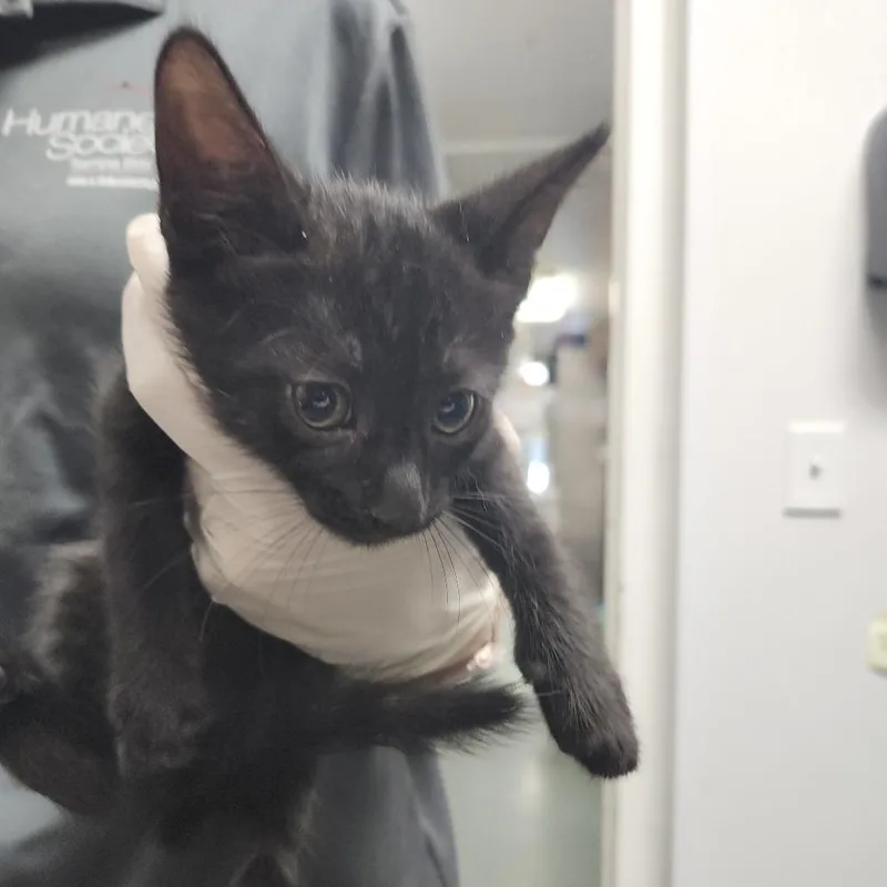 A baby small-sized male Black Domestic Short Hair cat named Denali for adoption in Clearwater, FL