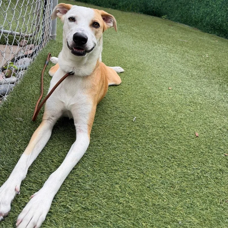 An adult medium-sized female Shepherd dog named Angel for adoption in Dallas, TX
