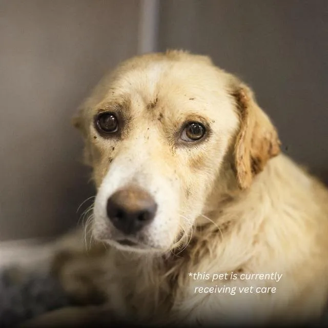An adult medium-sized male Terrier dog named Menchaca for adoption in San Antonio, TX