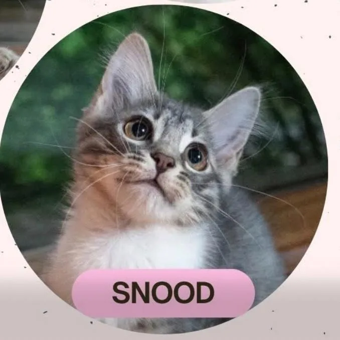 Snood