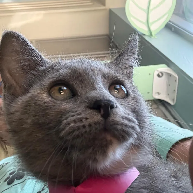 A baby small-sized female Gray / Blue / Silver Domestic Short Hair cat named Kombucha for adoption in Chattanooga, TN
