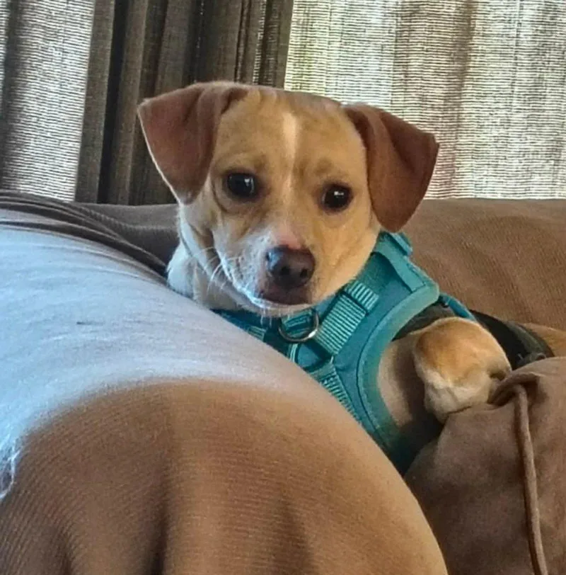 An adult small-sized male White / Cream Beagle dog named Prince for adoption in Portland, OR