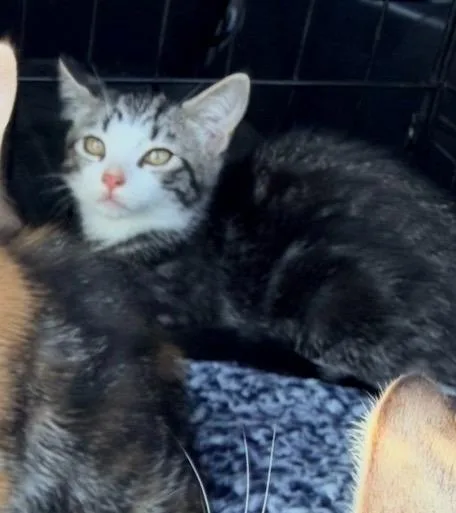 A baby small-sized female Domestic Short Hair cat named Zazu for adoption in Los Angeles, CA