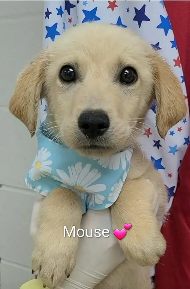 Culliton Mouse
