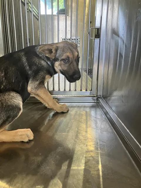 A baby large-sized female Mixed Breed dog named Marie for adoption in Dallas, TX