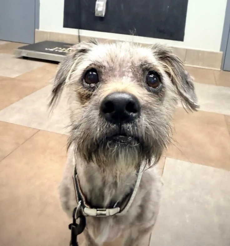 A senior small-sized male Black Terrier dog named Radar for adoption in Broken Arrow, OK