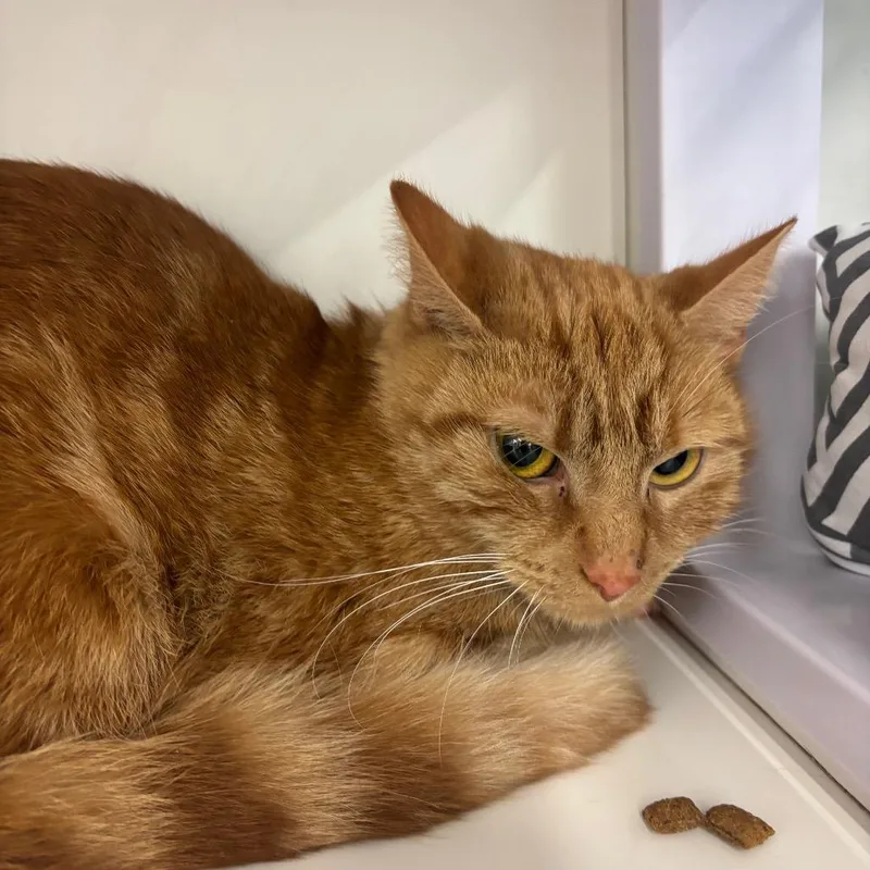 A young medium-sized female Orange / Red Domestic Short Hair cat named Lara for adoption in Hamburg, NY