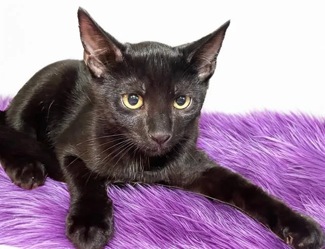 A baby medium-sized male Domestic Short Hair cat named Michael for adoption in Fort Lauderdale, FL