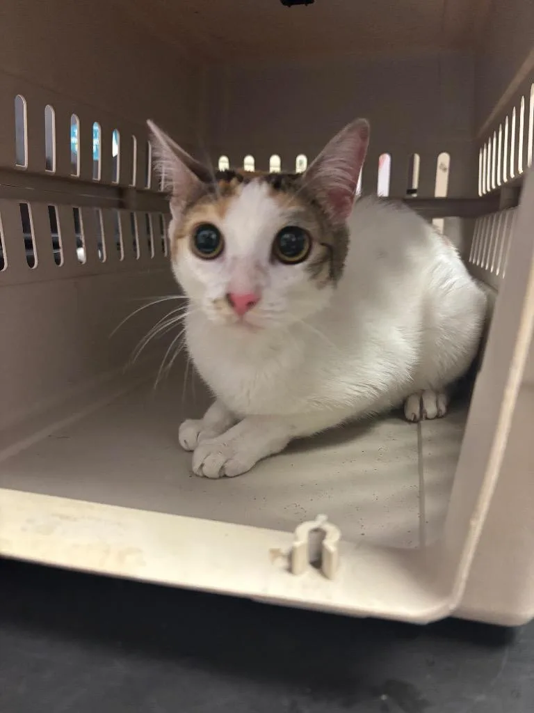 A young medium-sized female Domestic Short Hair cat named Blanket for adoption in New Braunfels, TX