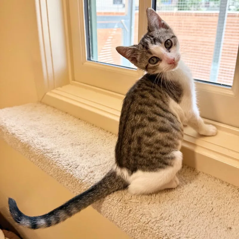 A baby small-sized male Brown / Chocolate Domestic Short Hair cat named Crisp for adoption in Agoura Hills, CA