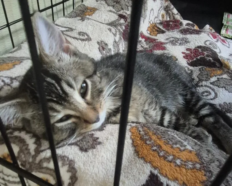 A baby medium-sized female Domestic Short Hair cat named Melinda for adoption in Pittsboro, NC