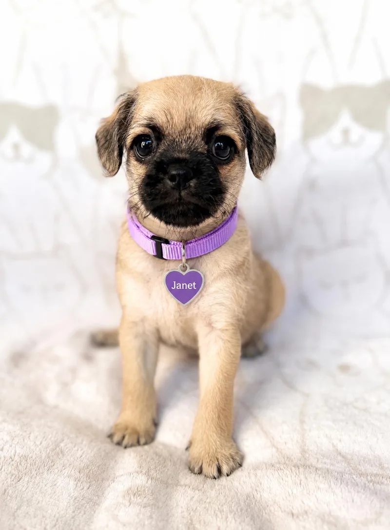 A baby small-sized female Black Pug dog named Janet for adoption in Corona Del Mar, CA