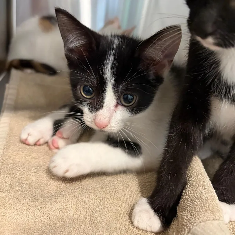 A baby small-sized male Domestic Short Hair cat named Salt for adoption in Scituate, MA