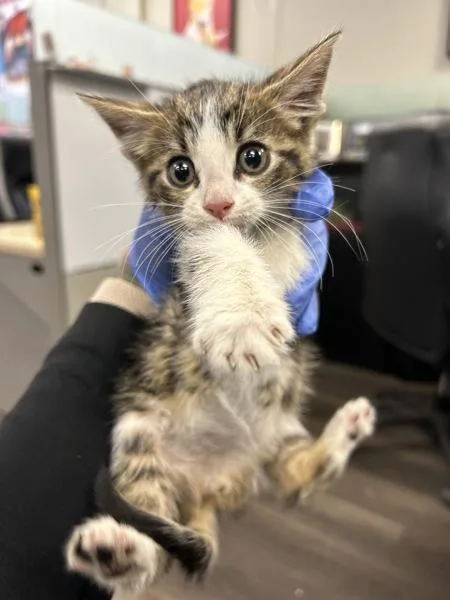 A baby medium-sized male Domestic Short Hair cat named Bean for adoption in Victorville, CA