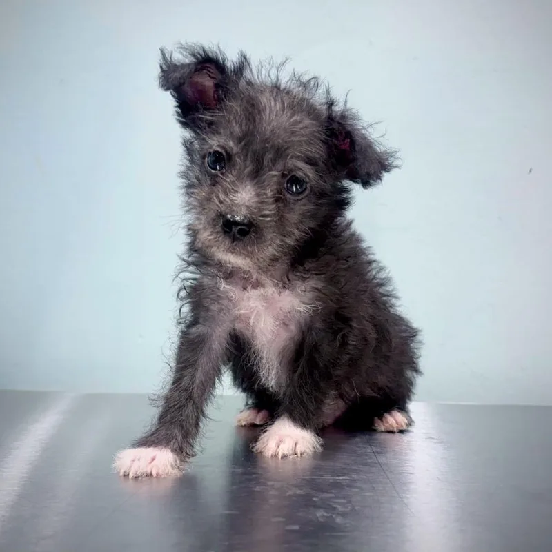 A baby small-sized male Black Terrier dog named Obsidian for adoption in Portland, OR