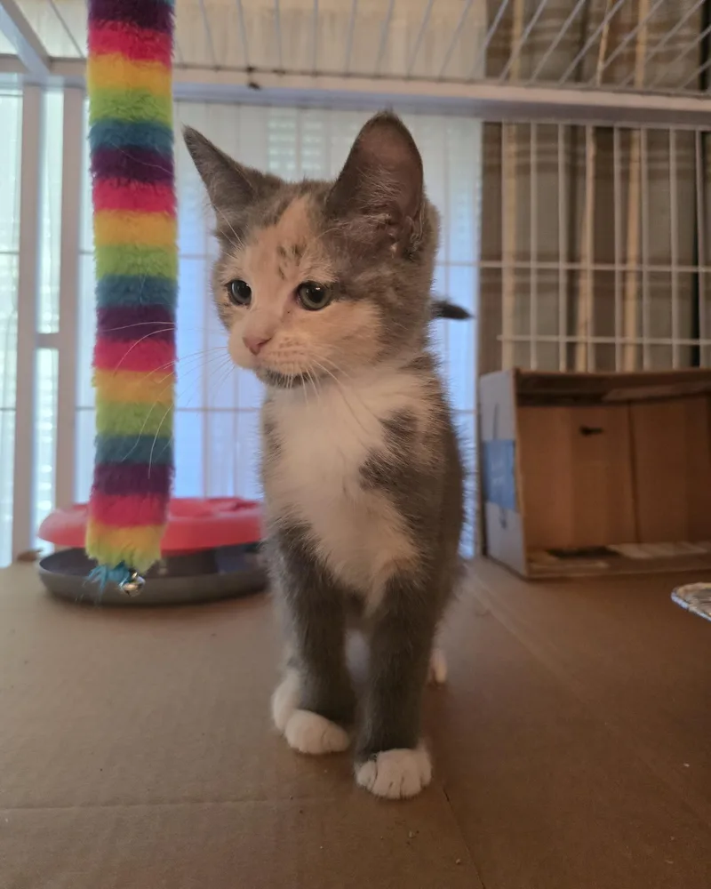 A baby medium-sized female Dilute Calico Domestic Short Hair cat named Fahrenheit for adoption in Lemoyne, PA