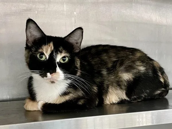 An adult small-sized female Domestic Short Hair cat named Princess Zelda for adoption in Austin, TX