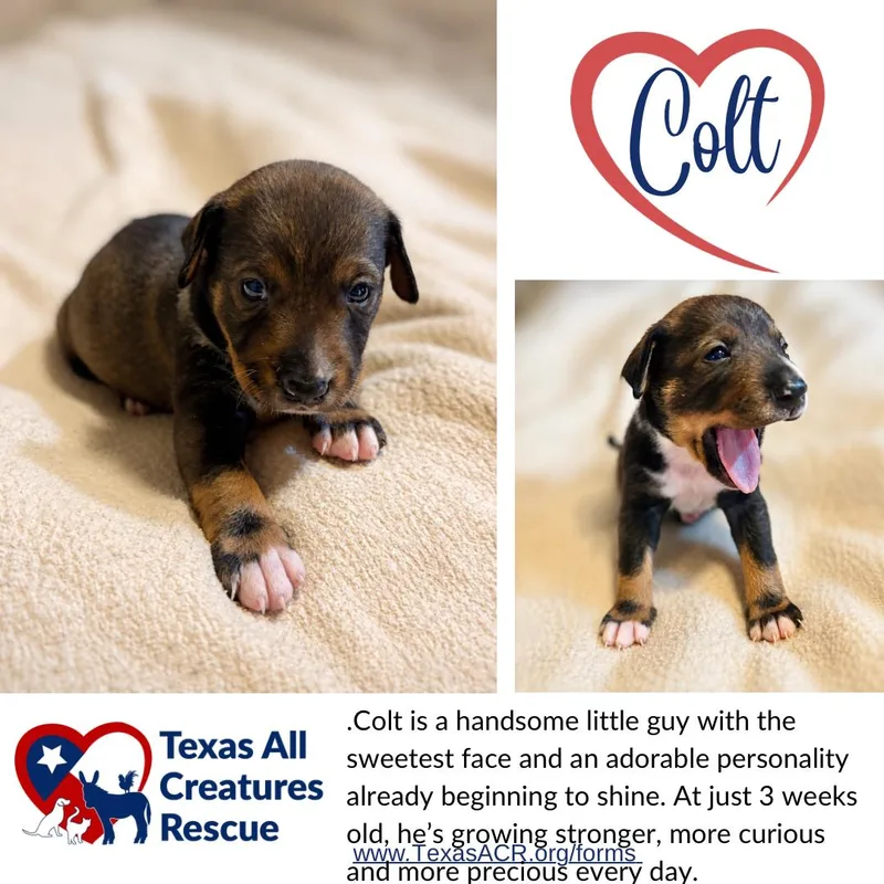 A baby medium-sized male Terrier dog named Colt for adoption in Alvarado, TX