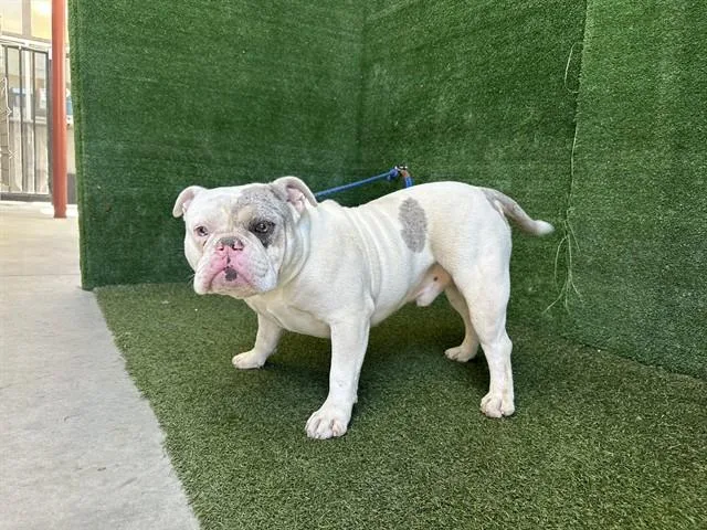 An adult medium-sized male English Bulldog dog named Sherman Klump for adoption in Lancaster, CA