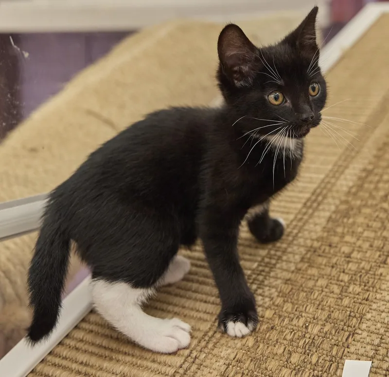 A baby medium-sized female Domestic Short Hair cat named Tatum for adoption in Santa Barbara, CA