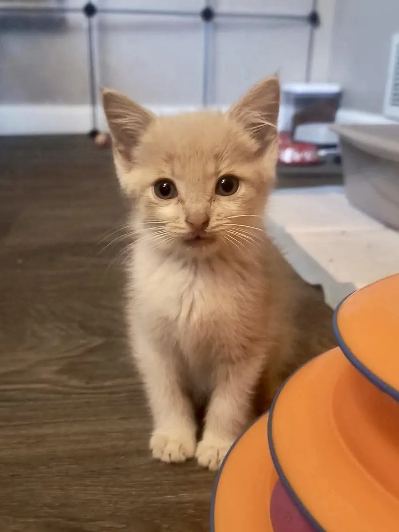 A baby large-sized male Buff / Tan / Fawn Domestic Short Hair cat named Paul for adoption in Hartland, MI
