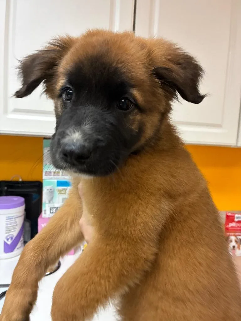A baby small-sized male German Shepherd Dog dog named Echo for adoption in Bryant, AR