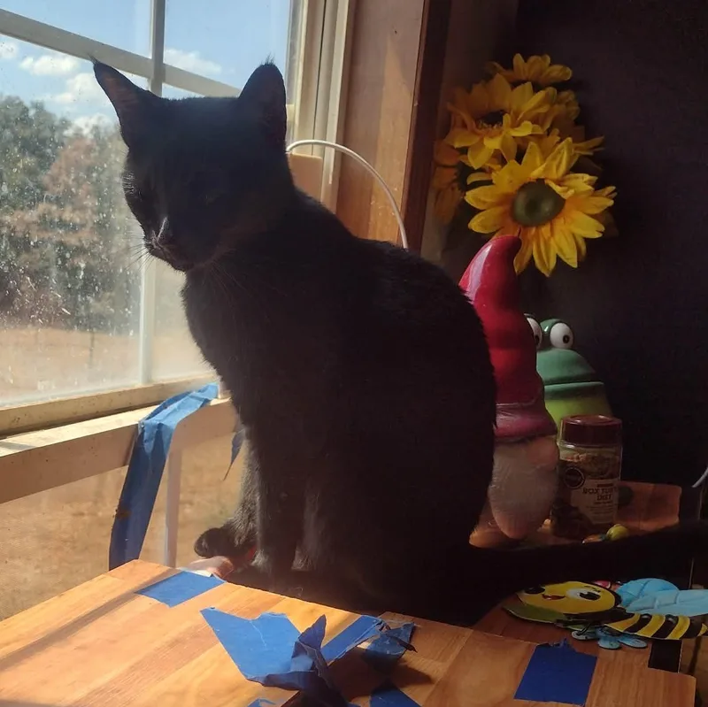 Freyja thumbnail 3