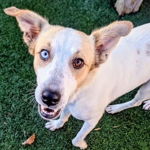 A young medium-sized female White / Cream Australian Cattle Dog / Blue Heeler named Tiny for adoption in Williston, VT