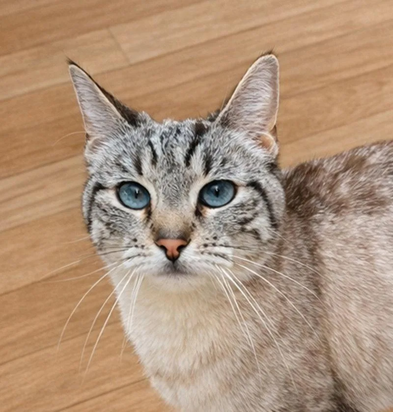 A young medium-sized female Domestic Short Hair cat named Prairie for adoption in Coatesville, PA